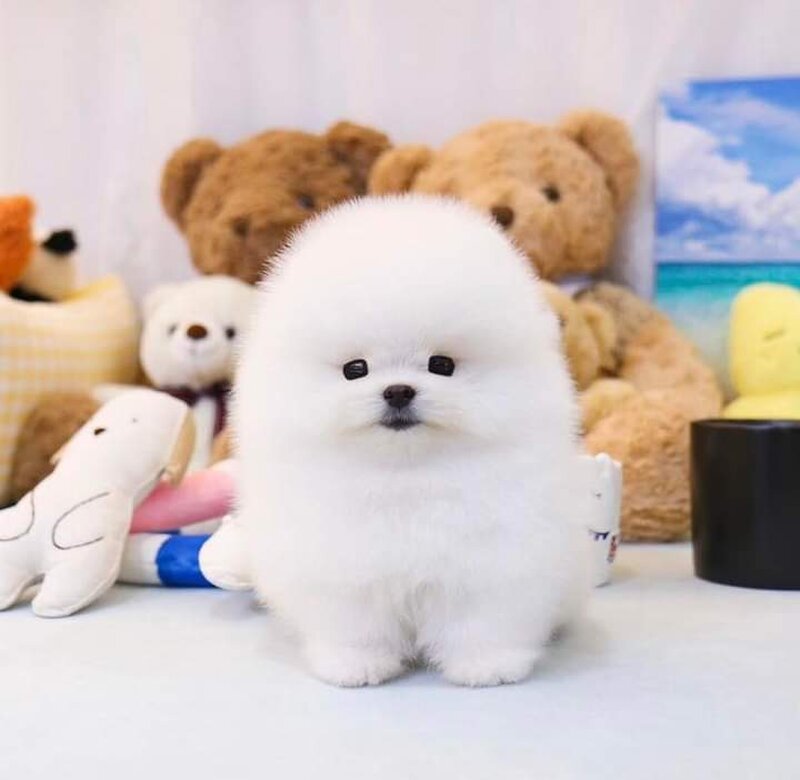 Pomeranian mini