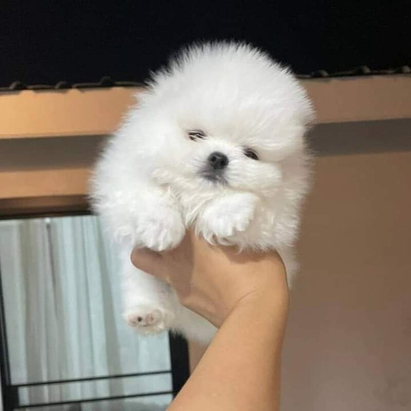 Pomeranian mini