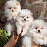 Pomeranian mini
