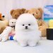 Pomeranian mini